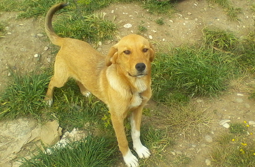 lena