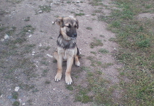 leo