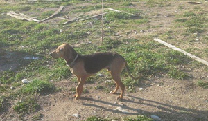 Simos300