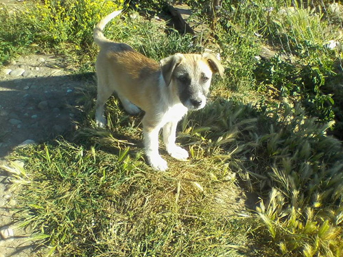 charoula
