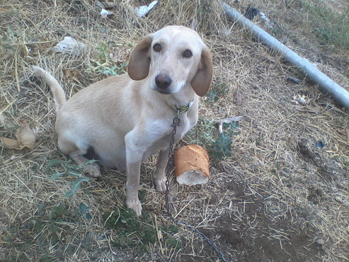 choko