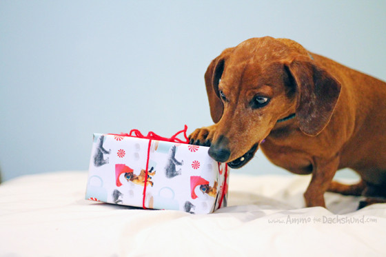 dog-present
