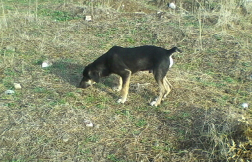 lakis1