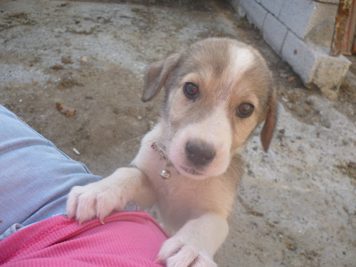 litsa