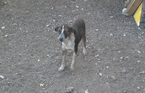 lola