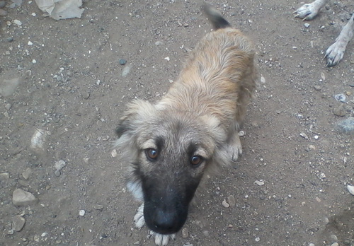 maxos