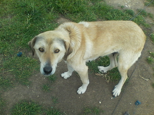 noula