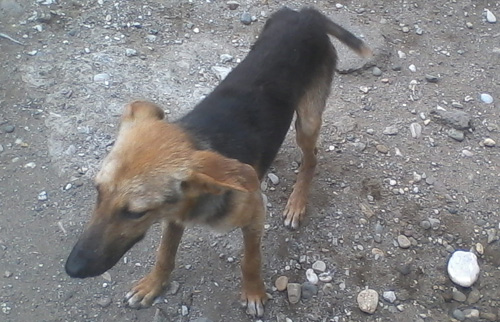 roky
