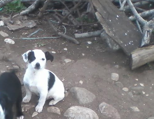 santam