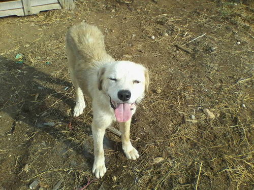 tsopana