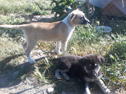 charoula and mavroula